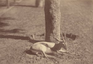Gazelle couchée contre un arbre